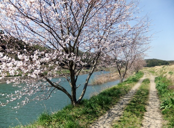 上小野の桜並木散策と桜まつり～スポーツうべたん～