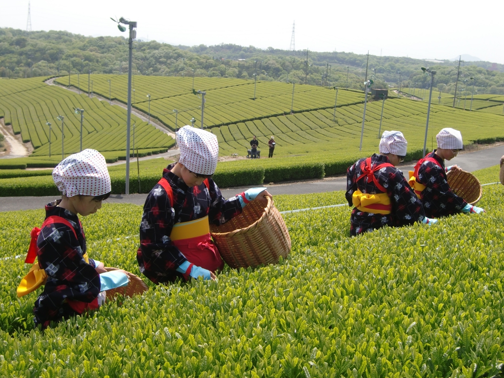 大茶園ウォーキング～新茶摘み＆製茶体験～（スポーツうべたん）