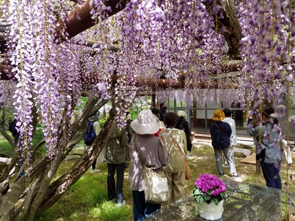 藤が咲き誇る松巌園＆渡辺翁記念会館見学ツアー